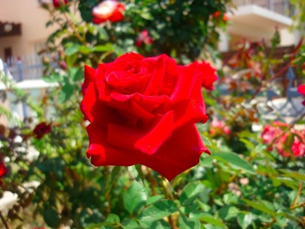 P1030641.JPG P1030641