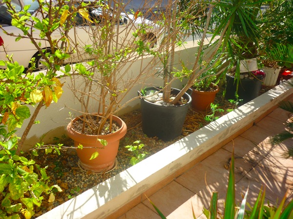 plants that cut.JPG P1030563